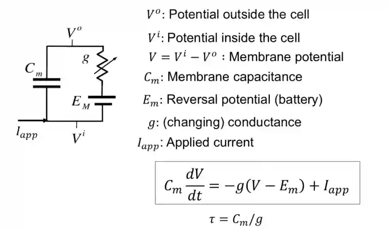 Cable Theory-20250218150722481